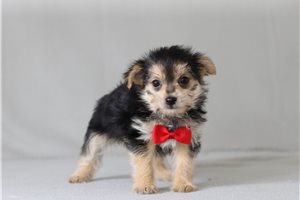 Warren - Morkie / Yorktese for sale