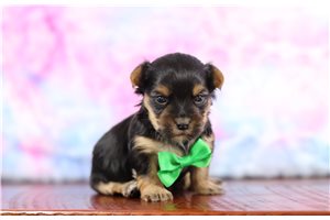 Mason - Morkie / Yorktese for sale