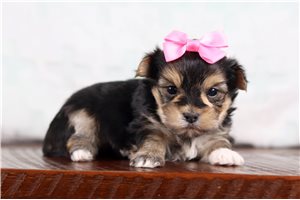 Jamie - Morkie / Yorktese for sale