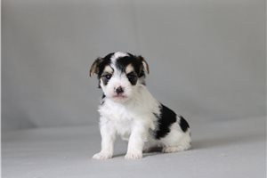 Vander - Morkie / Yorktese for sale