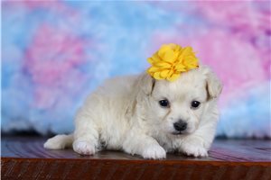 Duchess - Morkie / Yorktese for sale