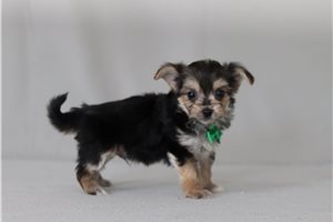 Watson - Morkie / Yorktese for sale