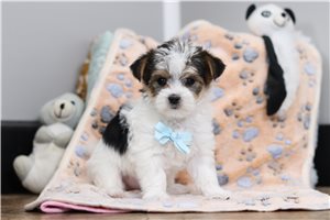 Iziah - Morkie / Yorktese for sale