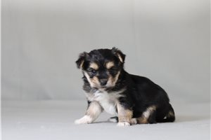 Valentina - Morkie / Yorktese for sale
