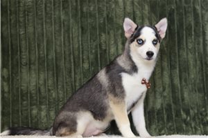 Overton - Pomsky for sale