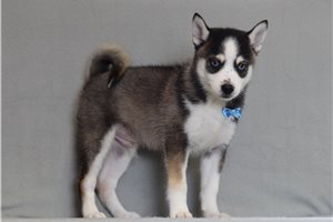 Otto - Pomsky for sale