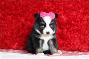 Cameo - Pomsky for sale