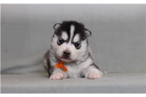 Bennett - Pomsky for sale