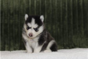 Falco - Pomsky for sale