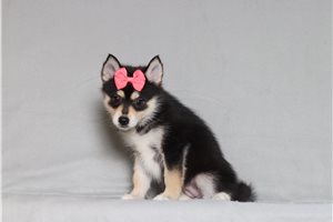 Aida - Pomsky for sale