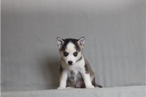 Overton - Pomsky for sale