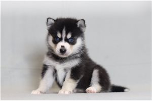 Quiz - Pomsky for sale