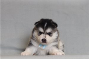 Alden - Pomsky for sale