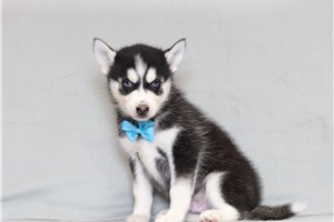 Gordon - Pomsky for sale