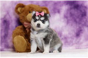 Olivia - Pomsky for sale