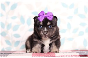 Florence - Pomsky for sale