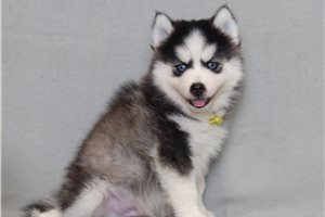 Alex - Pomsky for sale