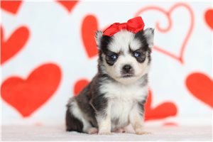 Kadeelyn - Pomsky for sale
