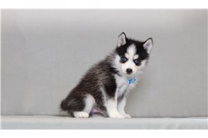 Zebb - Pomsky for sale