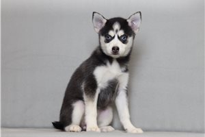 Ophelia - Pomsky for sale