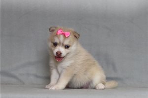 Aggy - Pomsky for sale