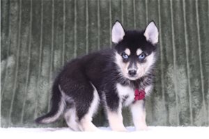 Fabio - Pomsky for sale