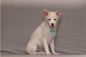 Ezekiel - Pomsky for sale