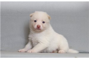 Ezekiel - Pomsky for sale