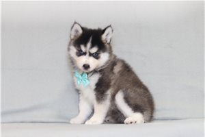 Chester - Pomsky for sale