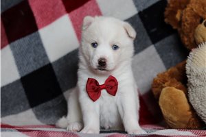 Brooks - Pomsky for sale