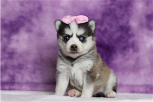 Luna - Pomsky for sale