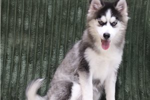 Alex - Pomsky for sale