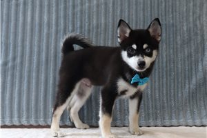 Owen - Pomsky for sale