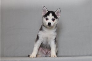 Oliver - Pomsky for sale