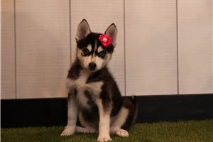 Felicity - Pomsky for sale