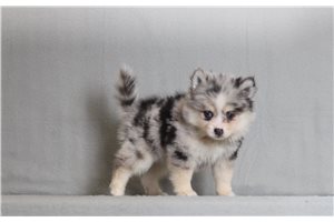 Queen - Pomsky for sale