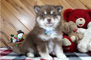 Escobar - puppy for sale