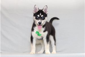Nico - Pomsky for sale
