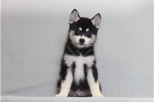 Petunia - Pomsky for sale