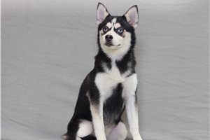Ophelia - Pomsky for sale