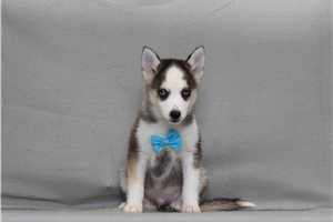 Overton - Pomsky for sale