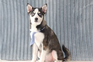 Otto - Pomsky for sale
