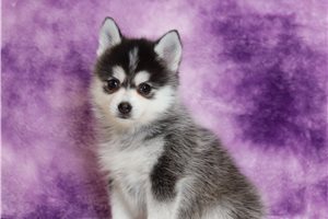 Olivia - Pomsky for sale