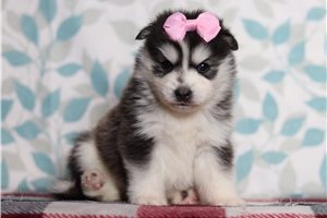 Fiona - Pomsky for sale