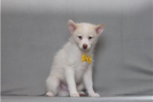 Ezekiel - Pomsky for sale