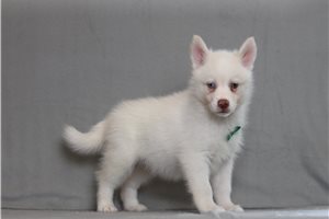 Evander - Pomsky for sale