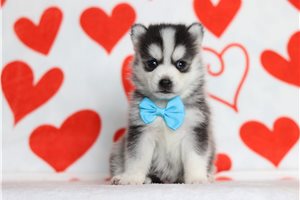 Karl - Pomsky for sale