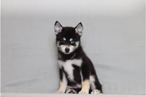 Owen - Pomsky for sale