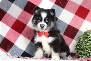 Fonzie - Pomsky for sale