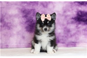 Oakley - Pomsky for sale